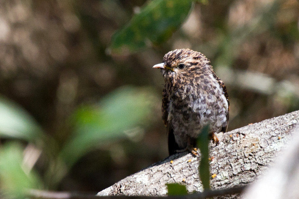 Brush Cuckoo (Cacomantis variolosus)